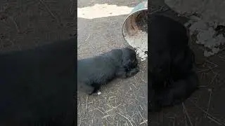 очень злая 🐶