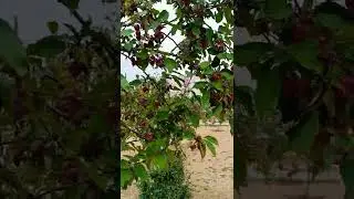 Созрели ВИШНИ в саду у дяди... ВАНИ!!!