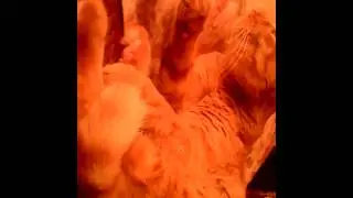 кот мылся почти час