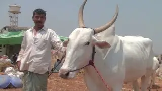 athani former selling his khillar oxen for 60k rs,ಅಥಣಿ ರೈತನ ಕಿಲಾರಿ  ಎತ್ತು 60 ಸಾವಿರಕ್ಕೆ ಮಾರಾಟ,