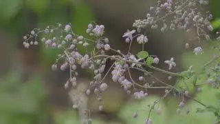 4K HDR Samples Simple Grade