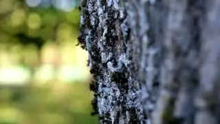 Fujifilm X-Pro2 bokeh and details