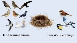 Птицы весной. Видео для детей.