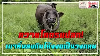 ควายโคตรแปลก! เขาทิ่มลงดินโค้งงอเป็นวงกลม : เรื่องเด่นทั่วไทย