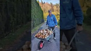 #funghi