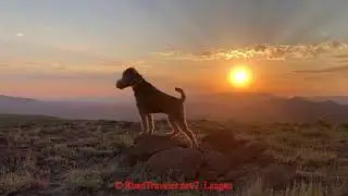 Central Nevada with Hallmark flatbed camper and Welsh Terrier adventure dog.