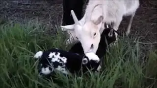 СЮРПРИЗ!!!SURPRISE!!!