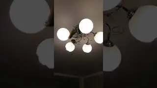 Попугаи пытаются сгрызть люстру