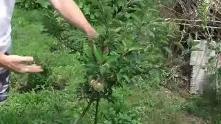 Парша на яблоне