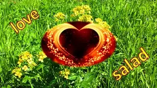 Colza 🌾 common - male salad 🥗 from its flowers. Barbarea vulgaris.