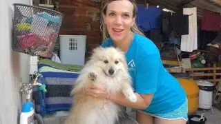 Dando banho no cachorro