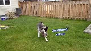 Fake Squirrel Prank on My DOG! (It failed, He was Scared of it)