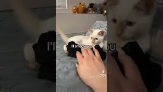 DONT TOUCH THE SOCKS 😤