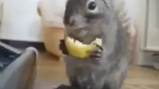 Про животных