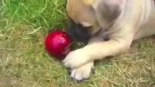 Puppy playing with an apple