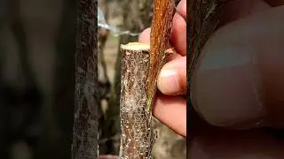 Grafting plants | Apricot tree grafting techniques | Best grafting technique 