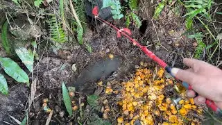 Ikan lembat bermunculan dari bawah buah palm 