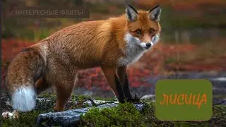 ЛИСИЦА🦊/Животные life/Собаки/Животные/Интересные факты