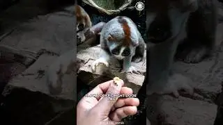 Slow Loris 👹 Cute but Deadly: Know Why!