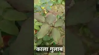 काला गुलाब क्या वास्तव में होता है ?.. || #shorts
