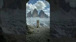 Ce chien vous passe le bonjour #shorts #animals #dog