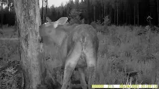 Лось. Лось на солонце. Охота и рыбалка. Выпуск 82