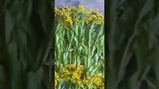 Волшебная травка от многих бооезней