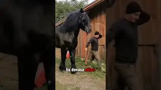 Avrupa'nın merkezinde mücadele için geri sayım başladı. Hollanda vs Türkiye detaylar @MisliTv'de.