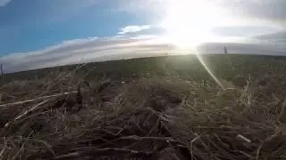 Kansas duck hunt