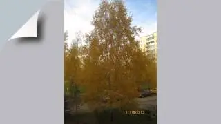 Одинокая береза