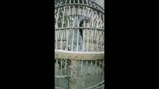 Кабки помири ишкошим