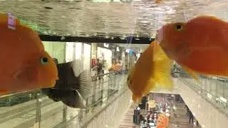 Fish enjoy kissing!