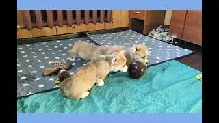 Щенки Берти и Вишни
