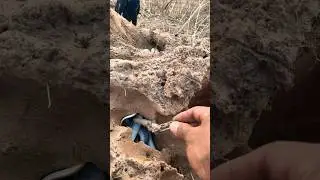 A snake in the hole