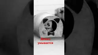 #shorts#shortsvideo#демон#2024#страх#new#live#сфинкс#шортс#супер#кот