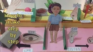 How to make five 5 sense organs model | five senes organs and their functions | draw sense organs