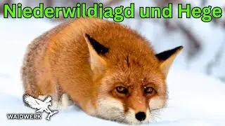 Erfolgreiche Treibjagd im Erdinger Moos: Hase, Fasan & mehr