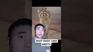 Этого Енота Уже Больше Нет 