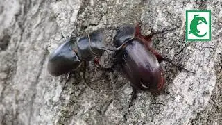 Lucanus barbarossa vs Oryctes nasicornis
