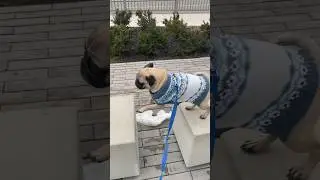 Pug Loves BARKOUR #jump #pug  #parkour #agility #dogshorts #shorts #hiphop