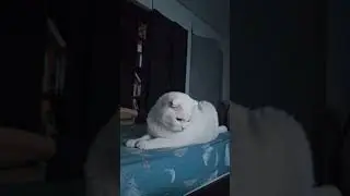 Кот не понимает, что тут происходит. Не довольный кот. 