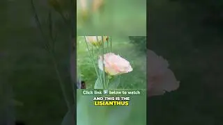 Grow Lisianthus NOW for summer blooms!