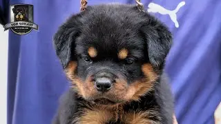Christina Vomgehlaut 🐕🐶 || @vomgehlaut-shorts || #puppy #dog #trending  || top Rottweiler ||