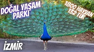 SASALI DOĞAL YAŞAM PARKI | İZMİR BÜYÜKŞEHİR BELEDİYESİ | HAYVANAT BAHÇESİ | 1.BÖLÜM | [4K]