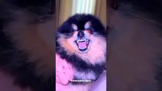 На Литвина напала собака! 