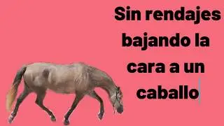 Yegua da cuerda en libertad bajando la cara con la voz, como bajar la cara a un caballo a la cuerda