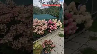 Обзор гортензий Пастель Грин, Самарская Лидия и Скайфулл.