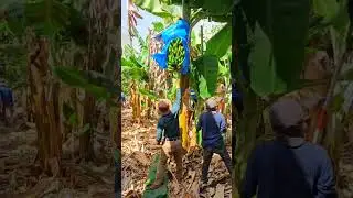 Picking bananas in kibbutz Matzuva 2024  בננות מצובה