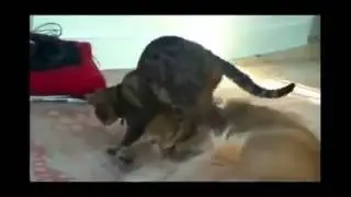 Угарные приколы с кошками!