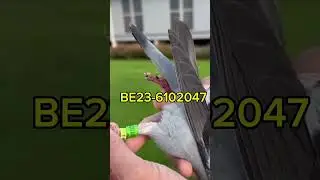 National winner of Tulle 2024 | racing pigeons #racingpiegon #pigeon #shorts #birds